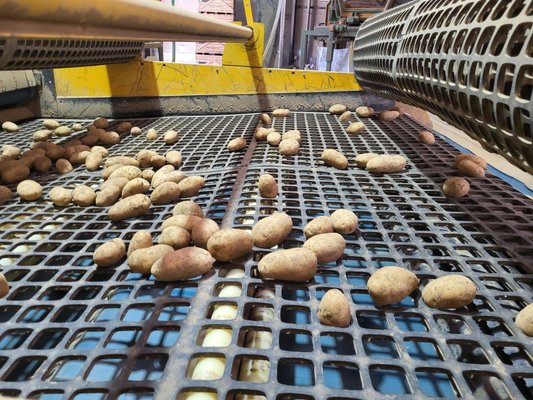 Calibreur - pommes de terre Auger Calibreur 2400 mm